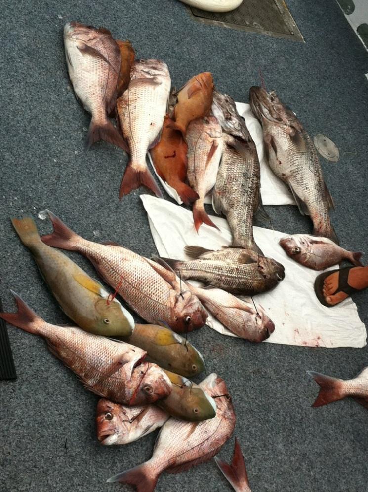 Mixed Bag Fishing Fishing WA. Fishing Photos & Videos